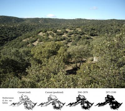 Holm Oaks (1 of 2)