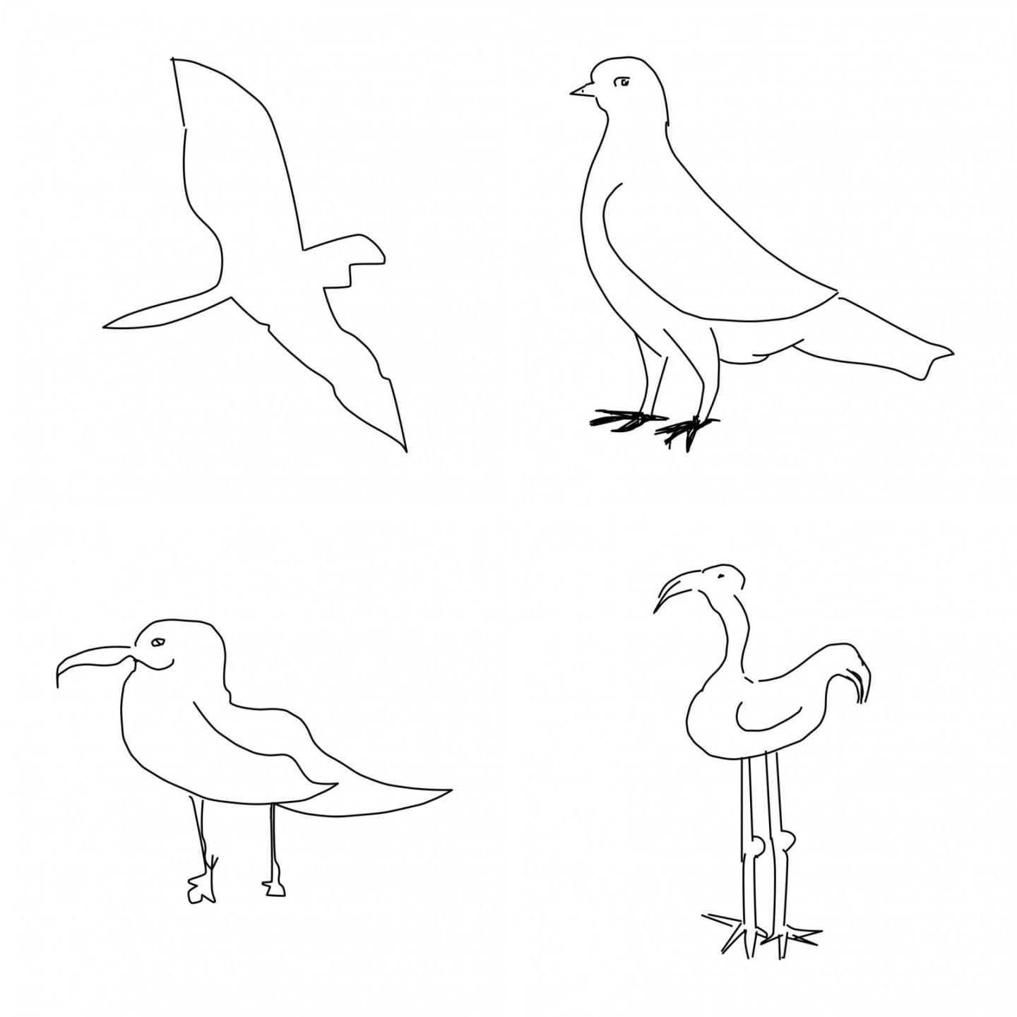 Birds