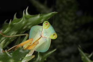 Rhombodera basalis