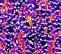 Membrane Potential