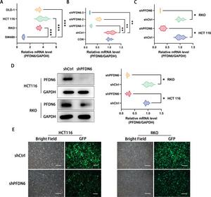 Construction of cell model for knockdown of PFDN6.