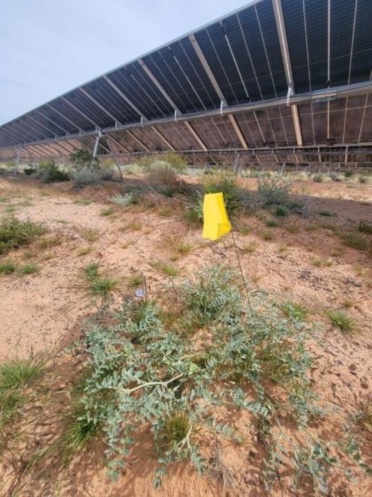 A threecorner milkvetch plant growing between solar panels at the Gemini Solar Project.