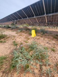 A threecorner milkvetch plant growing between solar panels at the Gemini Solar Project.