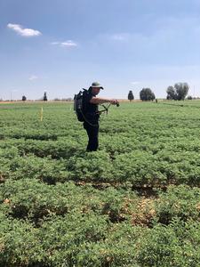 Chickpea Field 2