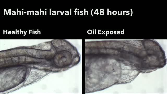 Changes in Mahi-Mahi Gene Expression after Oil Exposure