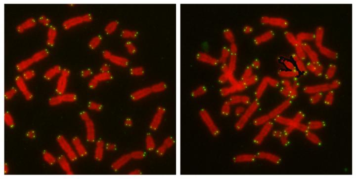 Salk Institute - Karlseder Microprotein Microscopy