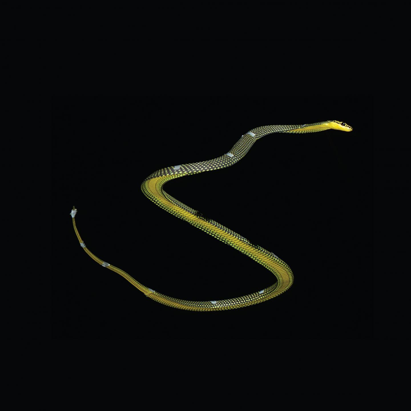 Paradise Tree Snake Mid-Glide