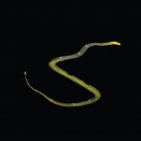 Paradise Tree Snake Mid-Glide