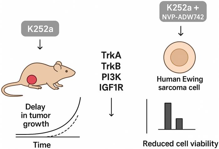 Delayed growth of SK-ES-1 Ewing sarcoma tumor xenografts is associated with reduced Trk and IGF1R pathway markers