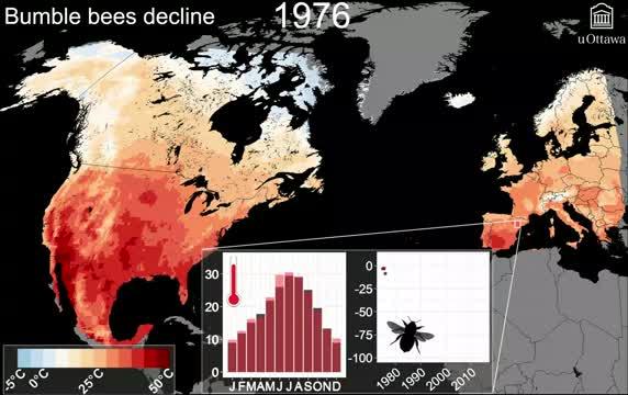 Bumble Bees Decline