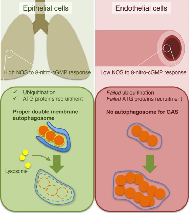 Figure 1 Schematic of the Mechanism How Invading Bacteria Expand in Endothelial Cells