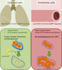 Figure 1 Schematic of the Mechanism How Invading Bacteria Expand in Endothelial Cells