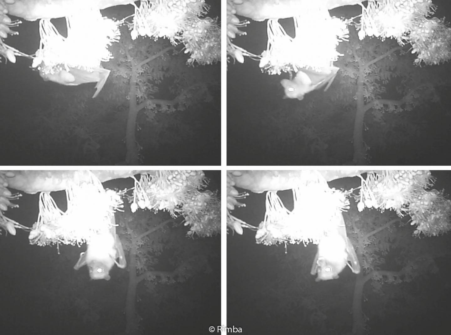 Flying foxes