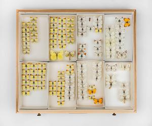 Photograph of butterflies