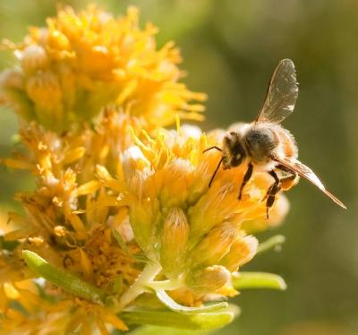 Bees