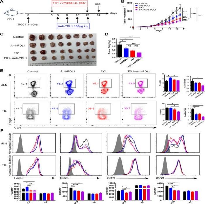 Combination therapy with Bcl6 inhibitor FX1 and anti-PDL1 repressed the tumor growth of murine HNSCC.