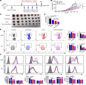 Combination therapy with Bcl6 inhibitor FX1 and anti-PDL1 repressed the tumor growth of murine HNSCC.