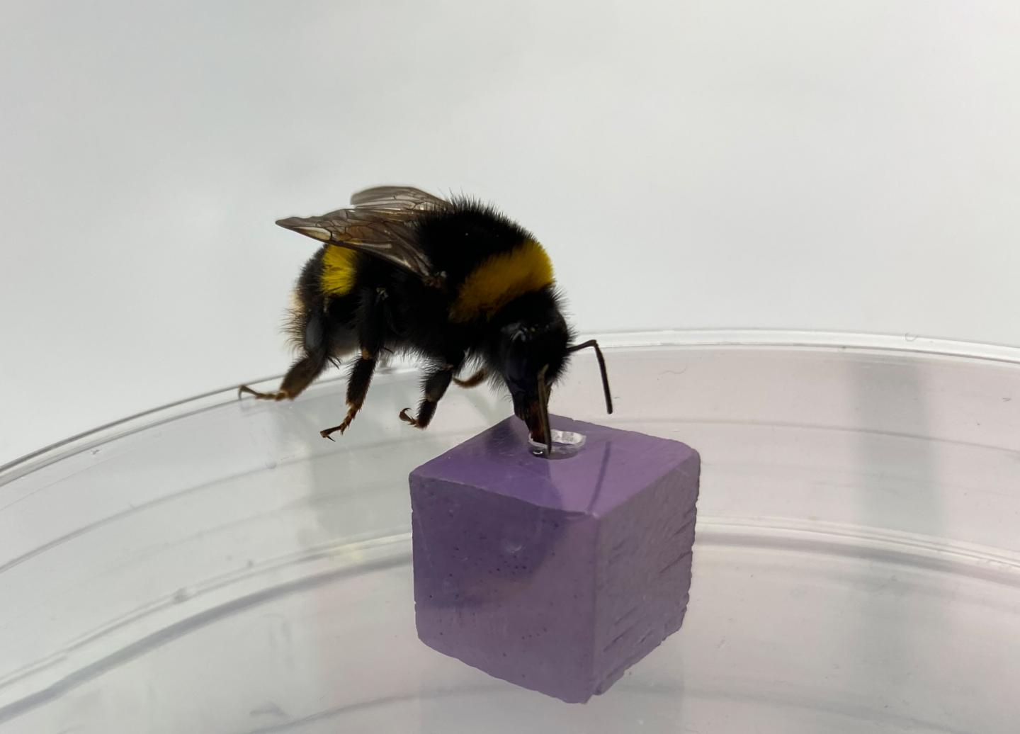 Bumblebees Recognize Objects Through Sight and Touch, A Complex Cognitive Feat (7 of 10)
