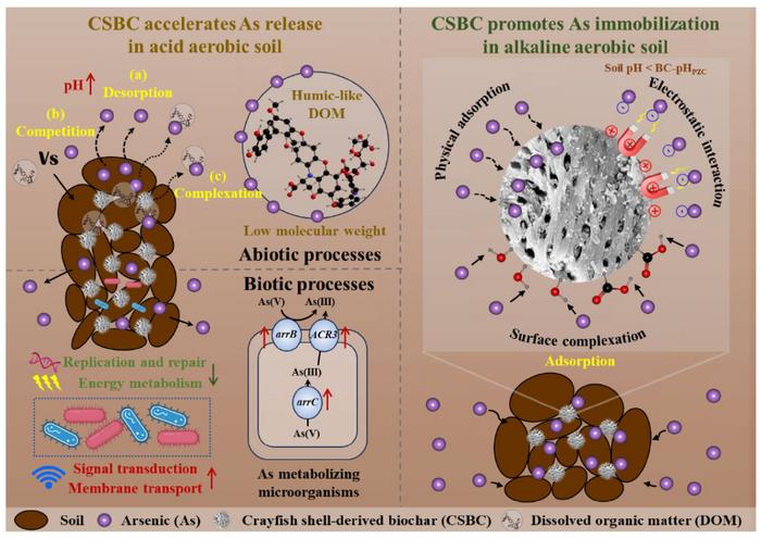Dual roles of crayfish shell biochar on the fate of arsenic in acid and alkaline aerobic soils: insights from dissolved organic matter and metabolism genes