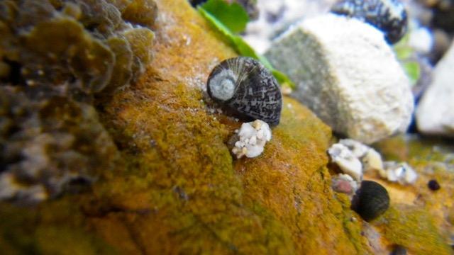 Freshwater Macroinvertebrates
