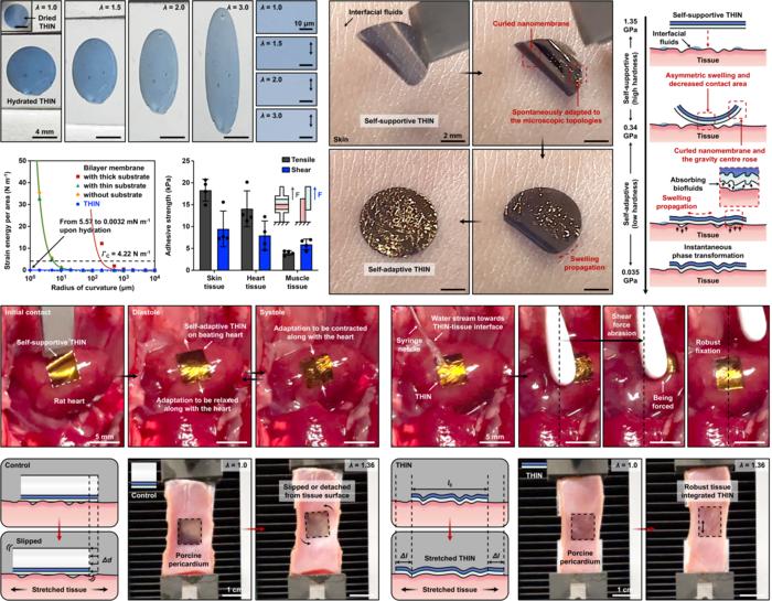 Figure 2. Self-adaptive conformability of THIN for imperceptible tissue integration