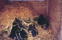 American Black Bear in Artificial Den