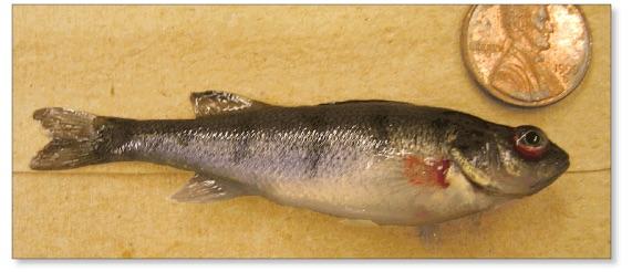 Yellow Perch