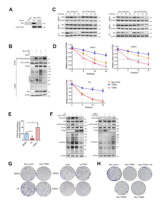 OGT Disrupts PTEN Function