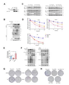 OGT Disrupts PTEN Function