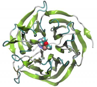 Bioscavenger
