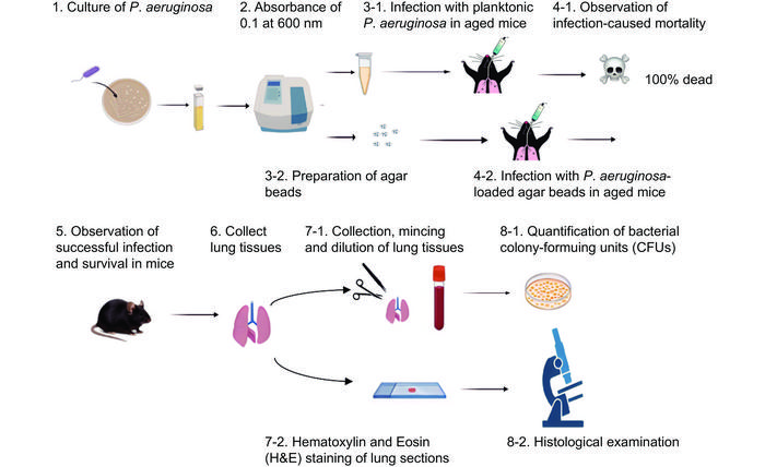 The method of delivering bacteria-coated agar beads to the lungs via intratracheal instillation was successfully used to establish persistent pulmonary infection models in aged mice.