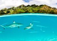 Blacktip Reef Shark