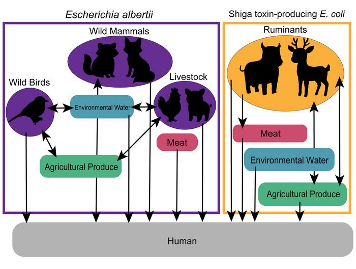 Animal to human bacteria pathways