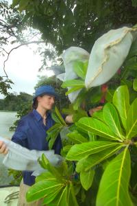 Fig Pollination Study