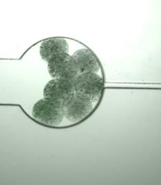 The Use of the Cell-Material Feedback to Engineer a Modular and Flexible Platform with Sophisticated