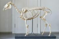 Skeleton of Horse on Plinth