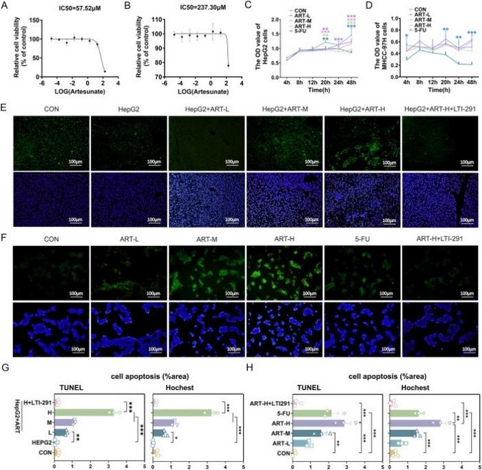 Effects of artesunate on the cell viability and proliferation of HCC cell lines (HepG2 and MHCC-97H), and its roles in the cell apoptosis based on HepG2 cells and samples obtained from an orthotopic mouse model (n = 3).