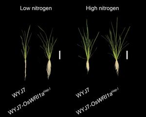 Rice seedlings