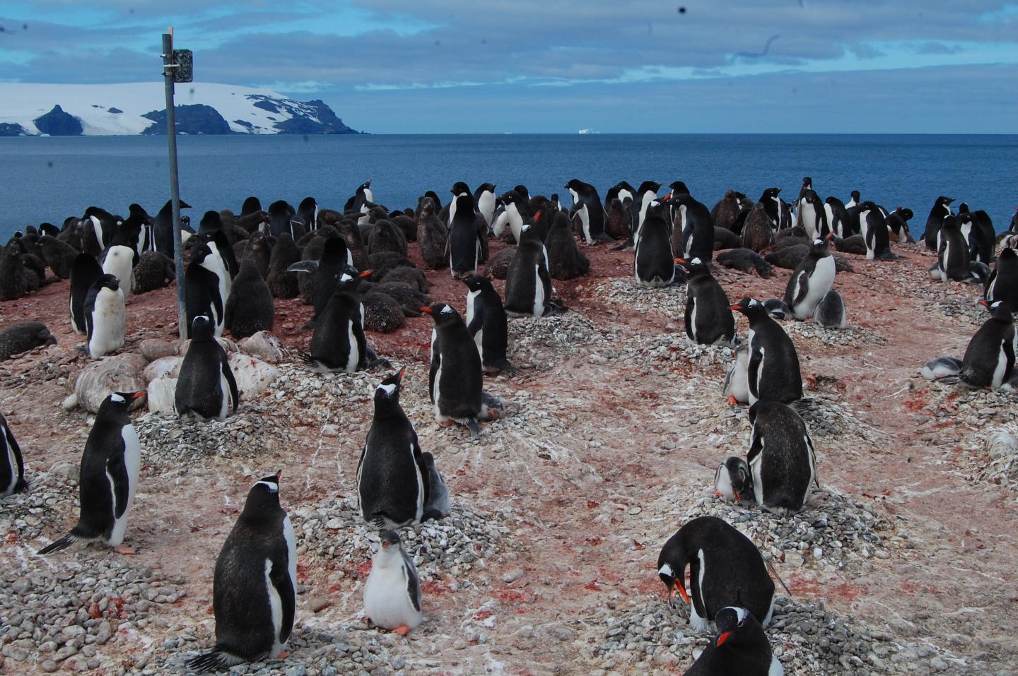 Penguins Surround Camera