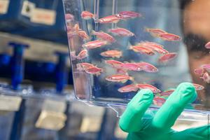 Zebrafish