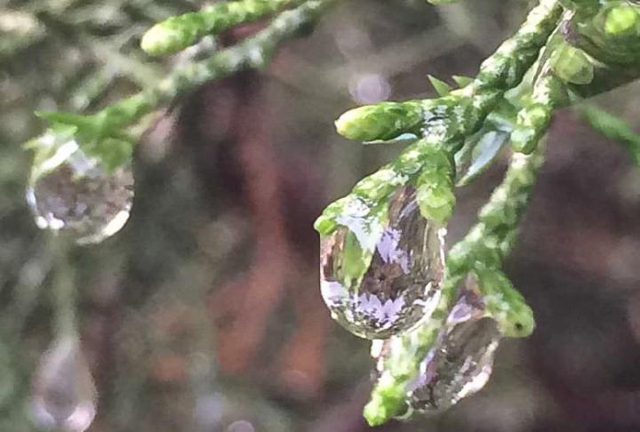 Water Droplet
