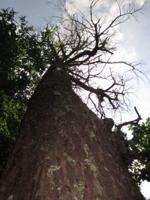 Indiana bat roost tree
