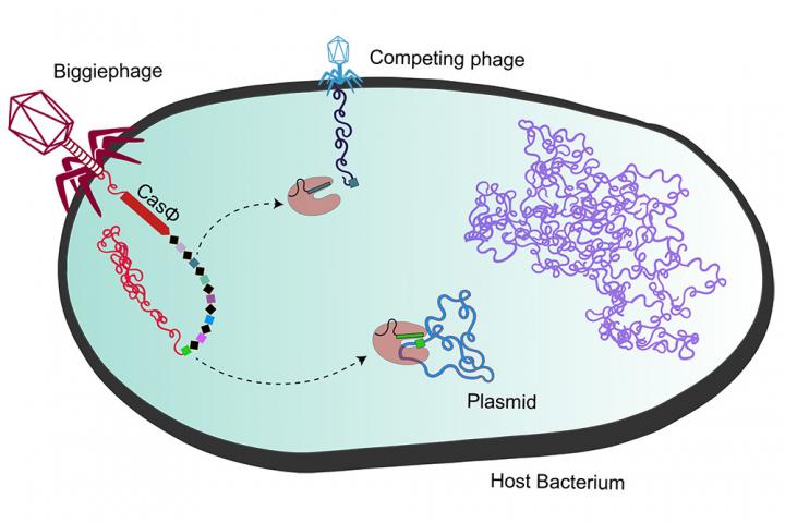 Megaphages Use Cas Protein to Attack Rivals
