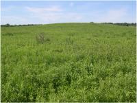 Restored Polyculture Prairie