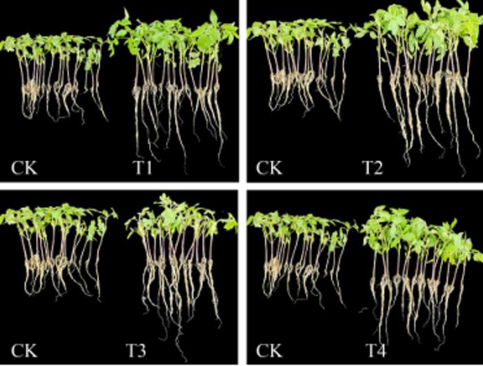 Growth status of tomato plants under  different treatments after 15 days.