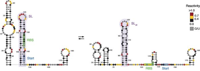 Structure of an RNA thermometer