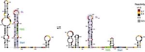 Structure of an RNA thermometer