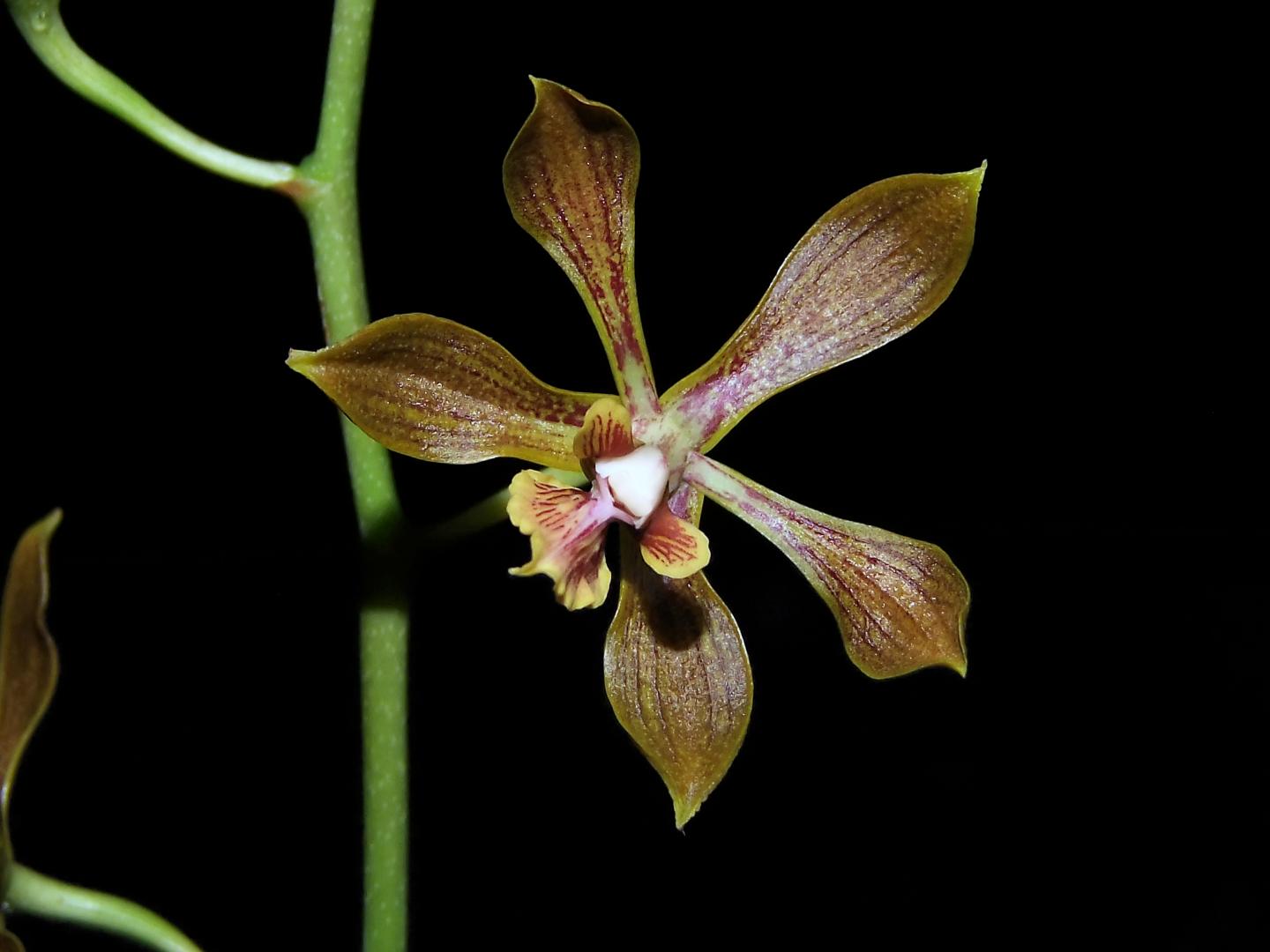 <em>Encyclia inopinata</em>