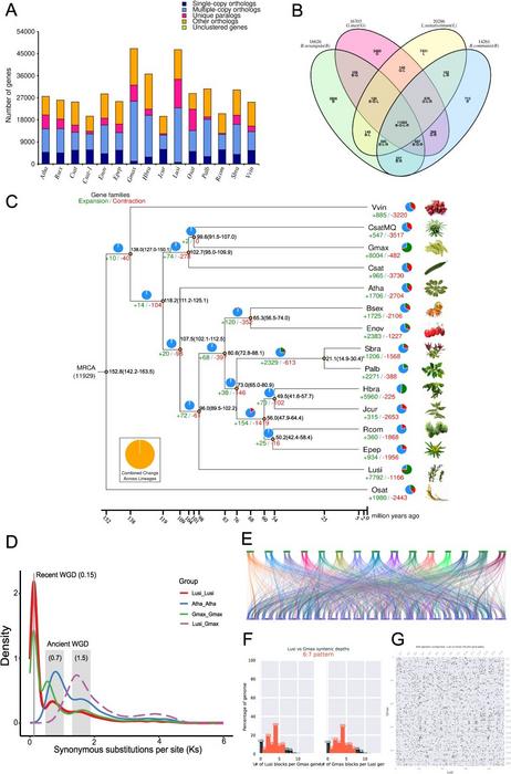 Examination of the flax genome’s evolution.