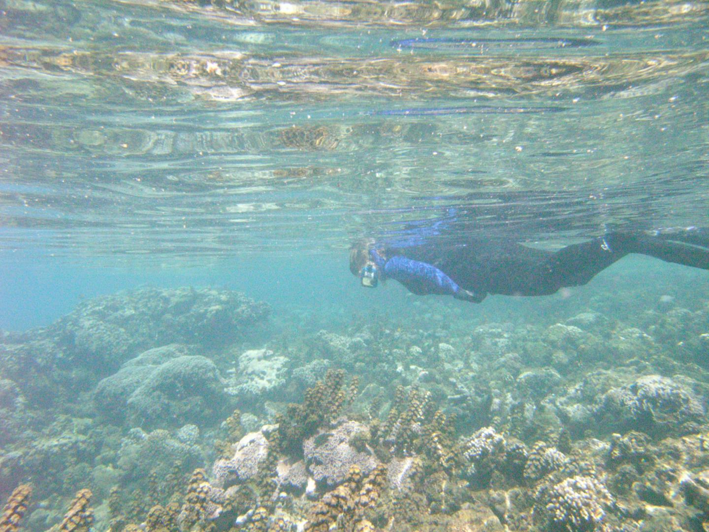 Coral-Reef Research